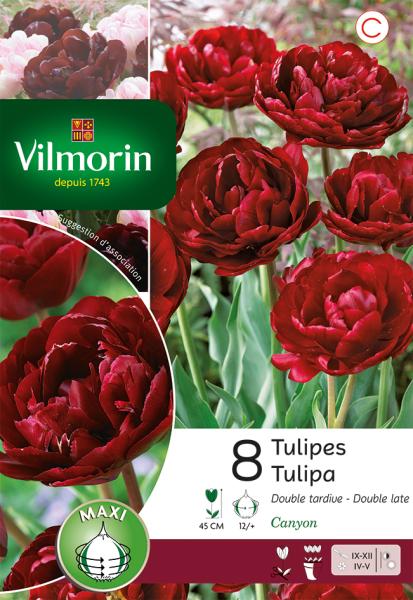 Bulbes à fleurs à planter à l'automne - Tulipe Double Tardive Canyon - face recto